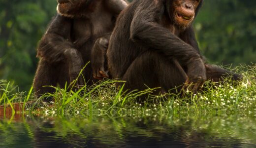 【書評】佐藤 究『Ank: a mirroring ape』——人類の起源に迫る自我意識の謎【魅力を徹底解説！】
